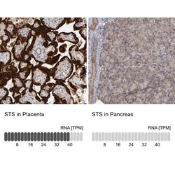 Steroid sulfatase Antibody, Novus Biologicals 0.1mL; Unlabeled:Antibodies,